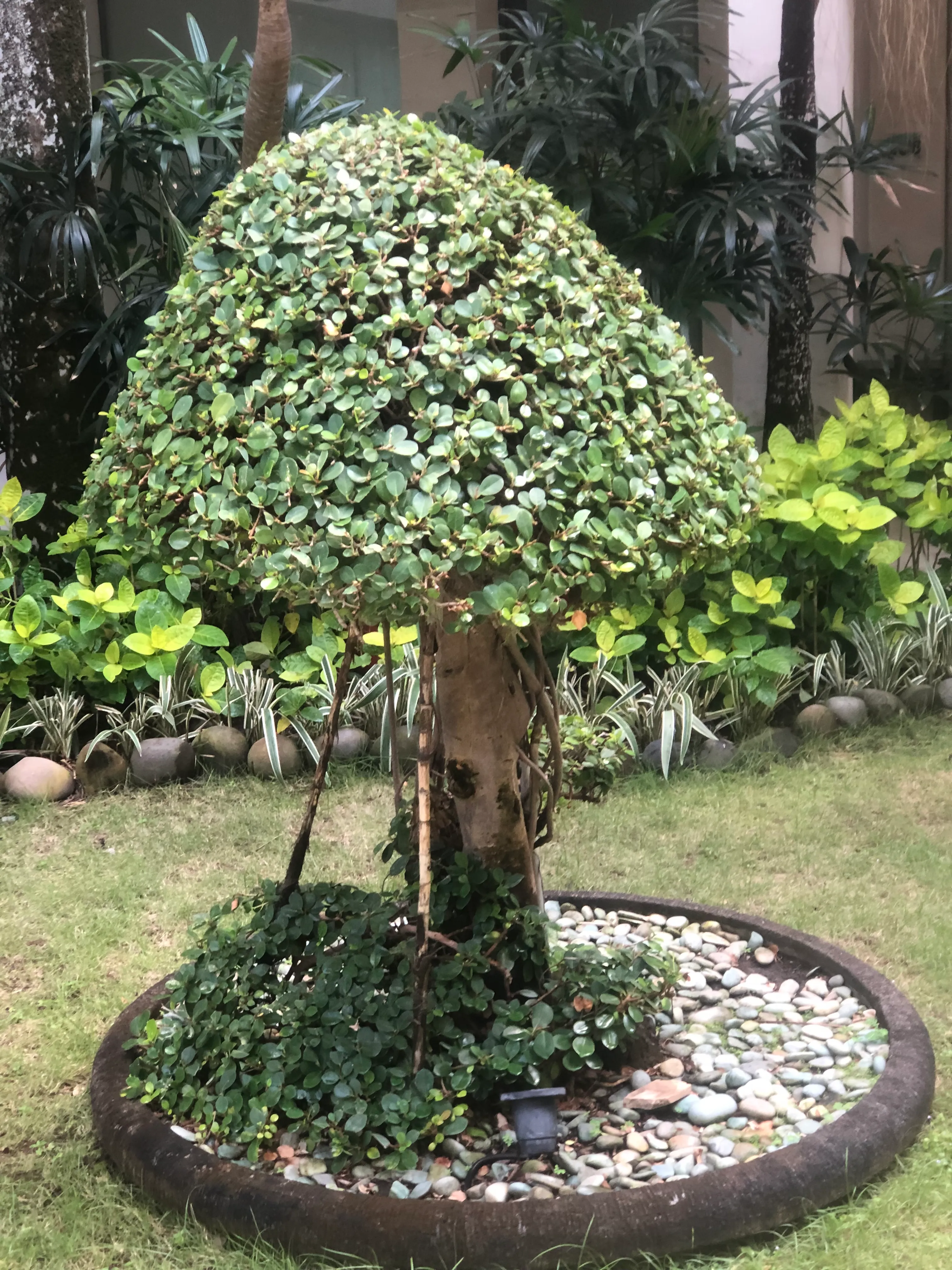 Gold Coast garden design in a tropical style